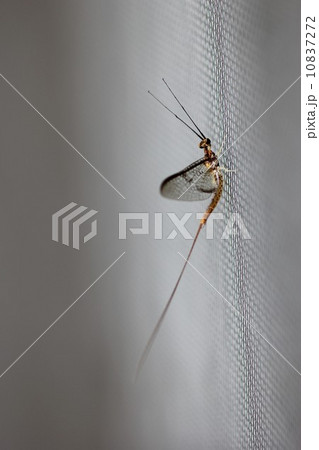 モンカゲロウ01 モンカゲロウ01 10837272