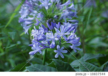 紫君子蘭　アガパンサスと呼ばれています。 10837544