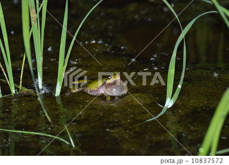 夜の田んぼで鳴く蛙 夜の田んぼで鳴く蛙 10837572