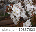 桜 10837623