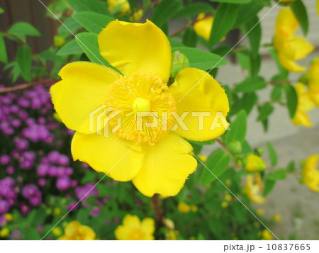 ヒペリカム・ヒドコート(大輪キンシバイ)　　Hypericum 10837665