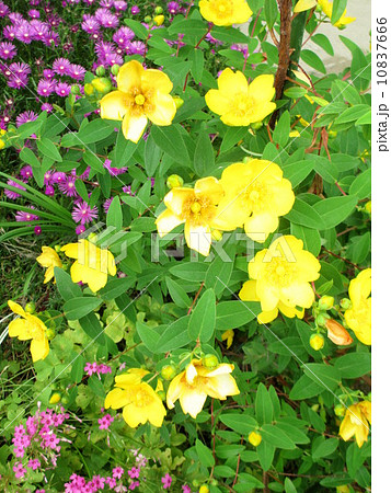 ヒペリカム・ヒドコート(大輪キンシバイ)　　Hypericum 10837666