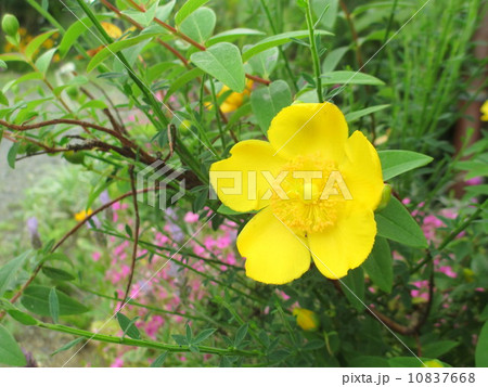 ヒペリカム・ヒドコート(大輪キンシバイ)　　Hypericum 10837668