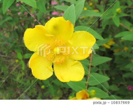 ヒペリカム・ヒドコート(大輪キンシバイ)　　Hypericum 10837669