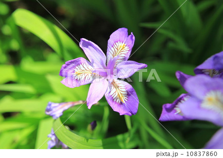 ヒメシャガ ヒメシャガ 10837860