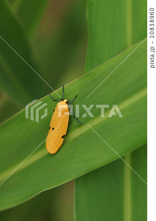 四ツ星細羽蛾　きれいな黄色です。 10838960