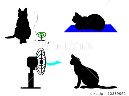 夏の猫 10839062