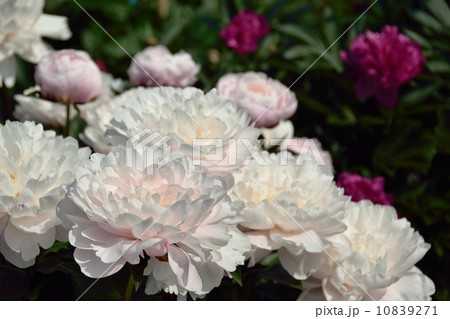 満開の芍薬のクローズアップ 満開の芍薬のクローズアップ 10839271