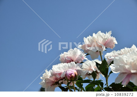 満開の芍薬のクローズアップ 10839272