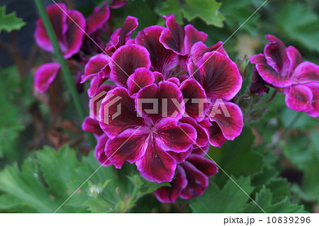 ペラルゴニウム グラジオーサピコラ　メルロー 10839296