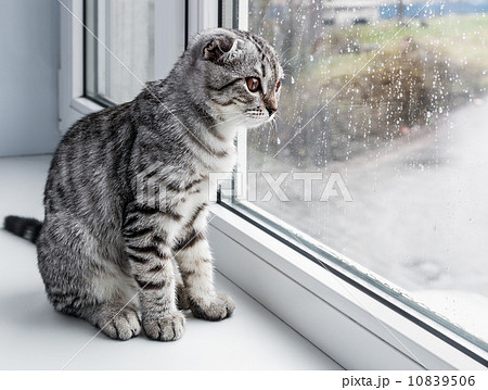 cat sits on a windowsill 10839506