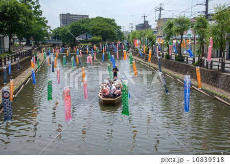 栃木県栃木市、巴波川の鯉のぼり 10839518