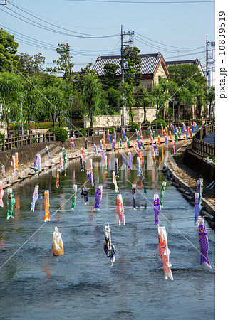 栃木県栃木市、巴波川の鯉のぼり 10839519