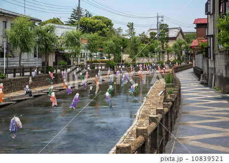 栃木県栃木市、巴波川の鯉のぼり 10839521