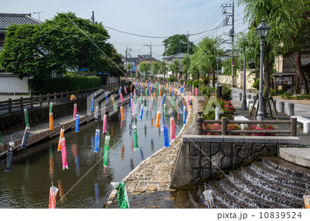 巴波川の鯉のぼり 巴波川の鯉のぼり 10839524