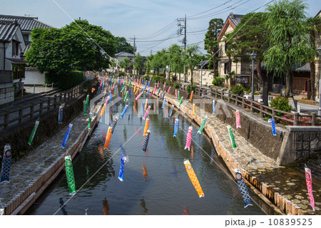 巴波川の鯉のぼり 巴波川の鯉のぼり 10839525