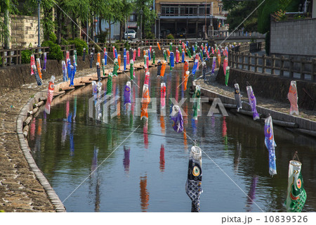 栃木県栃木市、巴波川の鯉のぼり 栃木県栃木市、巴波川の鯉のぼり 10839526