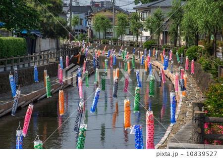 巴波川の鯉のぼり 10839527