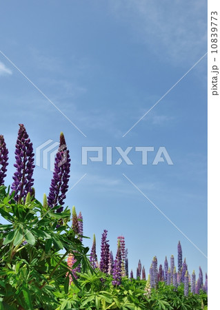 満開のルピナスの花と青空のコピースペース 満開のルピナスの花と青空のコピースペース 10839773