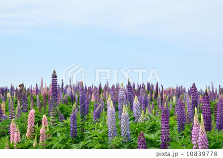 満開のルピナスの花と青空のコピースペース 10839778