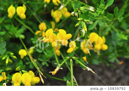 ミヤコグサ 10839792