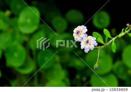 ヒメイワダレソウ ヒメイワダレソウ 10839809