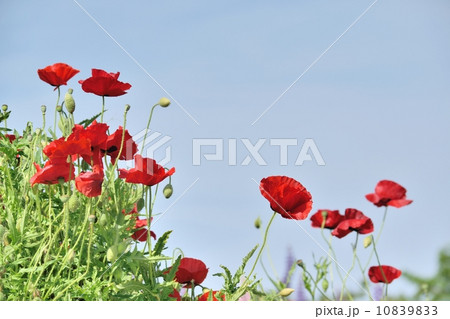 真っ赤なポピーと青空のコピースペース 10839833