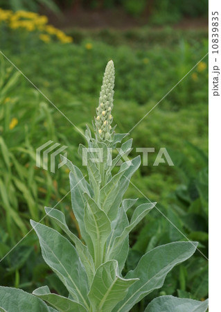 天鵞絨毛蕊花　ビロードモウズイカと申します。 10839835