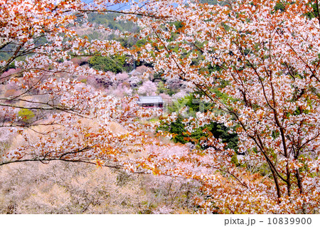 熊野古道、満開の吉野千本桜「日本さくら名所百選」（上千本より如意輪寺を展望） 10839900