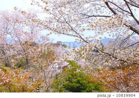 熊野古道、満開の吉野千本桜「世界文化遺産」「日本さくら名所百選」 （花矢倉より「世界文化遺産」「国宝」蔵王堂を展望） 10839904