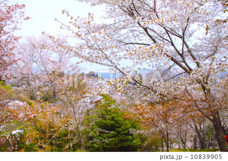 熊野古道、満開の吉野千本桜「世界文化遺産」「日本さくら名所百選」 (花矢倉より「世界文化遺産」「国宝」蔵王堂を展望) 熊野古道、満開の吉野千本桜「世界文化遺産」「日本さくら名所百選」 (花矢倉より「世界文化遺産」「国宝」蔵王堂を展望) 10839905