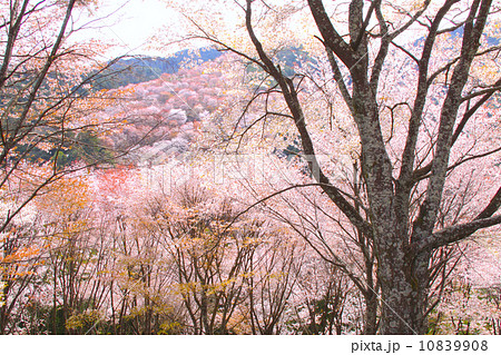 熊野古道、満開の吉野千本桜「日本さくら名所百選」（花矢倉より中千本、上千本を眺望する絶景） 10839908
