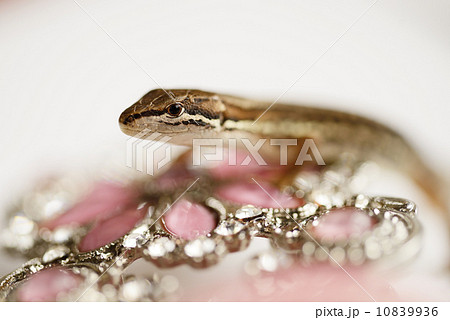 蜥蜴と宝石 10839936