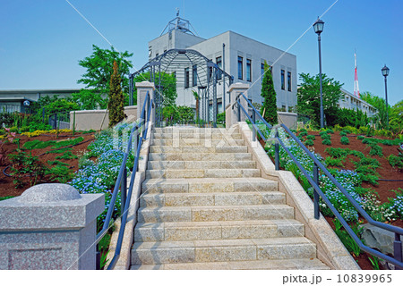 横浜地方気象台とネモフィラ 10839965