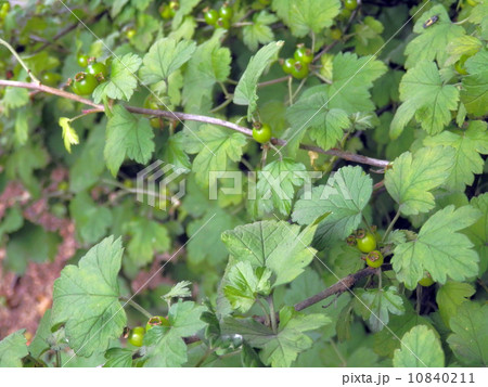 ヤブサンザシの若い実　 10840211