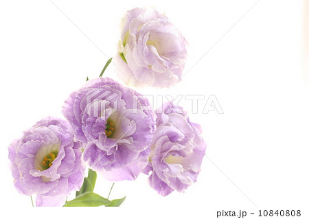 切り花の紫色トルコ桔梗の写真素材