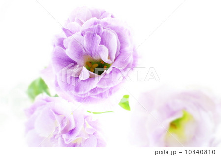 切り花の紫色トルコ桔梗の写真素材