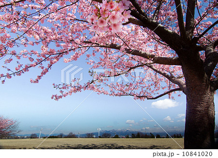 丘に立つ桜の木1本の写真素材