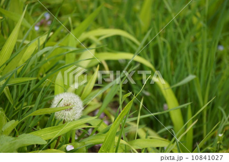 たんぽぽ 10841027