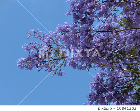 ブルー・ジャカランダ 10841202
