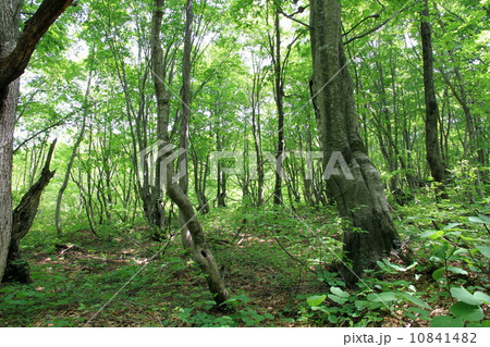 ブナの森 10841482