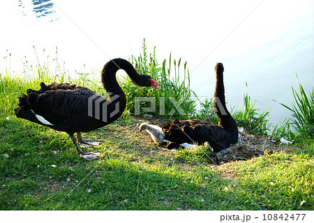 こくちょうの親子 10842477