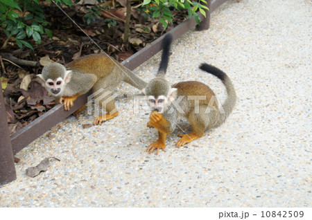 コモンリスザル コモンリスザル 10842509