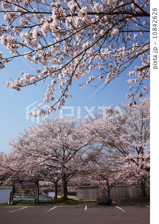 満開の平筒沼の桜 10842626