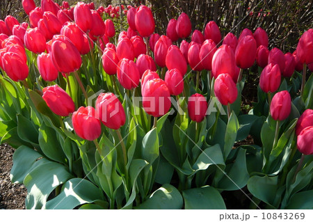 チューリップ 10843269