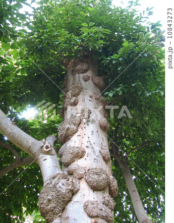 木の幹にあるこぶの写真素材