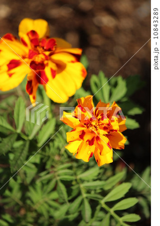 マーブルのマリーゴールド 10843289