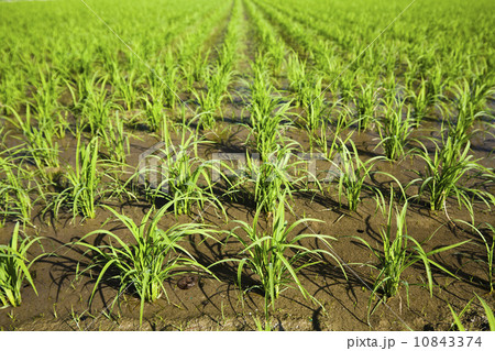 芽ばえ 経済学 倹約 10843374