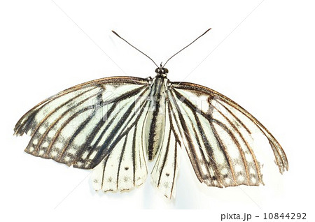 ボロボロの羽根のオオゴマダラ　白背景 10844292