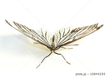 ボロボロの羽根のオオゴマダラ　白背景 10844293